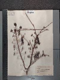 Ligustrum obtusifolium image
