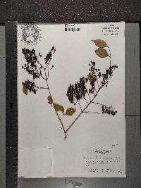 Ligustrum sinense image
