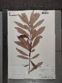 Olea capensis image