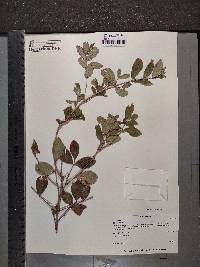 Olinia rochetiana image