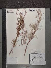 Epilobium dodonaei image