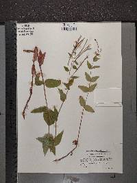 Epilobium montanum image