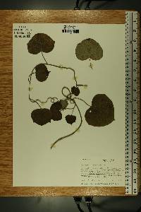 Menispermum canadense image