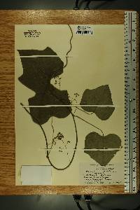 Menispermum canadense image