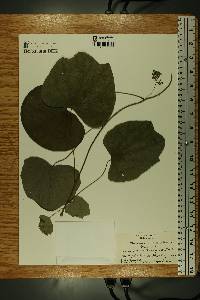 Menispermum canadense image