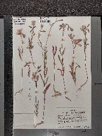 Clarkia dudleyana image