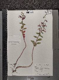 Clarkia unguiculata image
