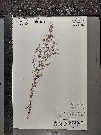 Epilobium leptophyllum image