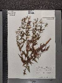 Epilobium ciliatum subsp. glandulosum image