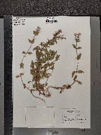 Epilobium alsinifolium image