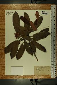 Rhododendron maximum image