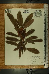 Rhododendron maximum image