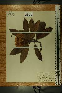 Rhododendron maximum image