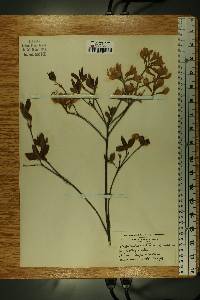 Rhododendron arborescens image