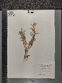 Ludwigia polycarpa image