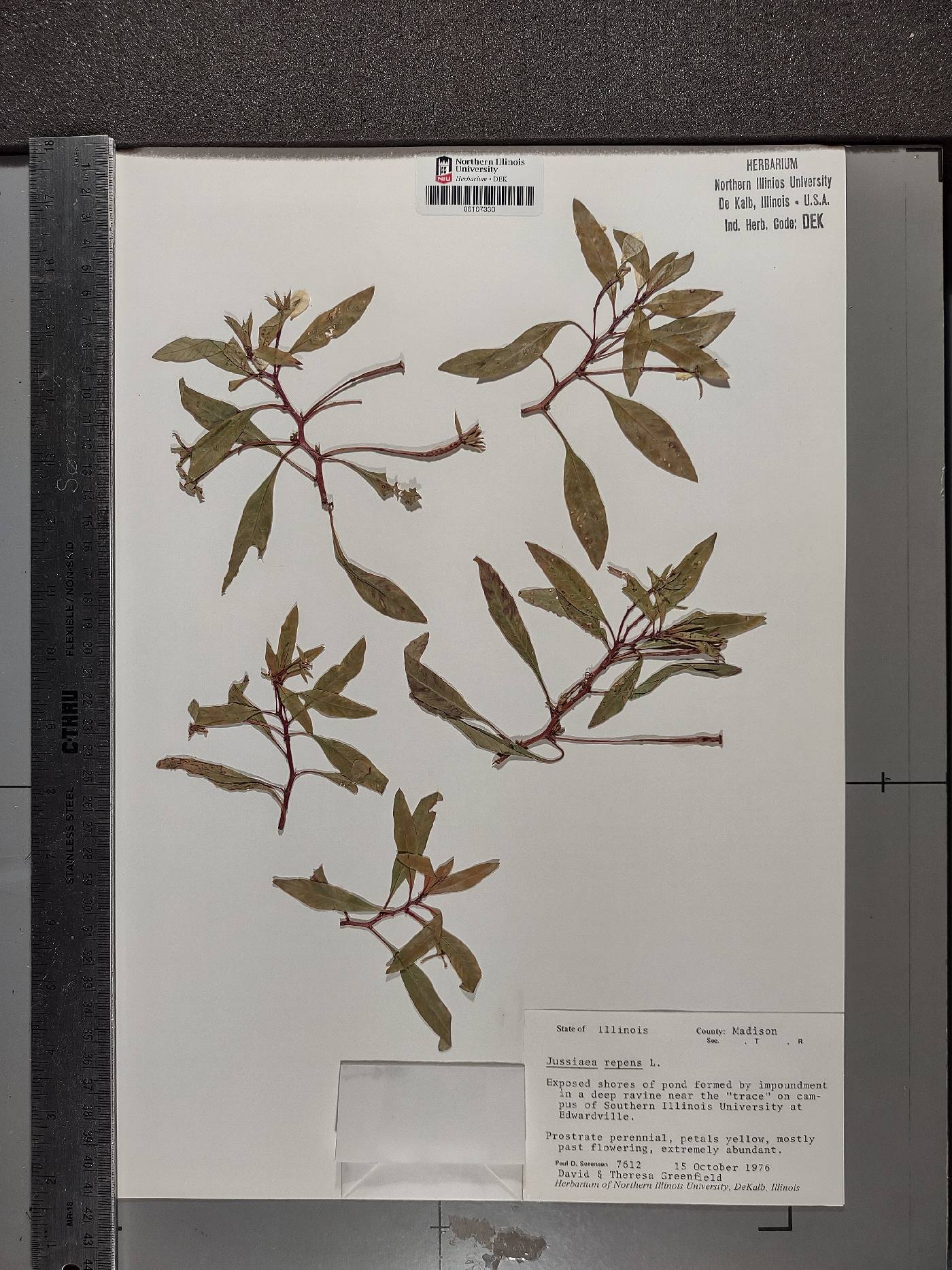 Ludwigia adscendens image