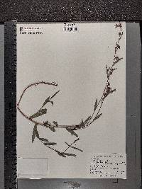 Ludwigia maritima image