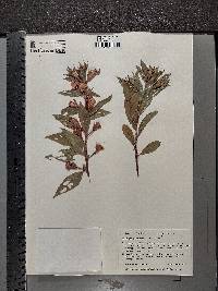 Ludwigia peruviana image