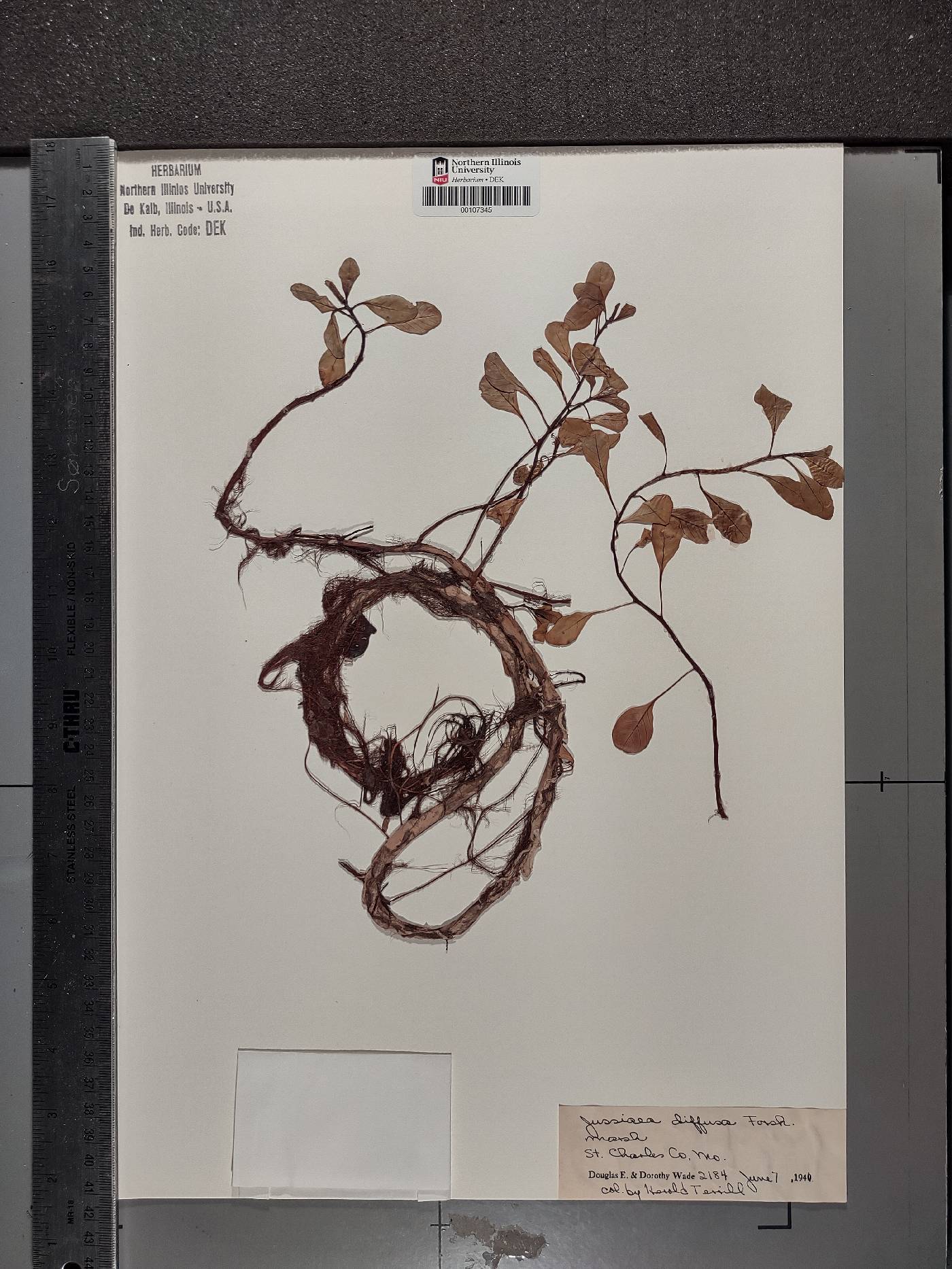 Ludwigia adscendens subsp. diffusa image