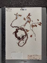 Ludwigia adscendens subsp. diffusa image