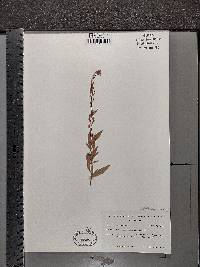 Oenothera perennis image