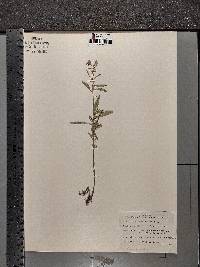 Oenothera perennis image