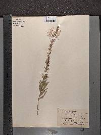 Oenothera rhombipetala image