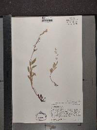 Oenothera perennis image