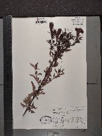 Aureolaria grandiflora image