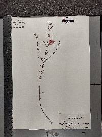 Agalinis purpurea image