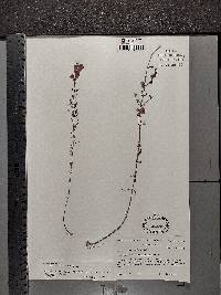 Agalinis purpurea image