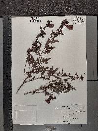 Aureolaria grandiflora image