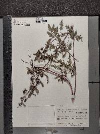 Aureolaria grandiflora image