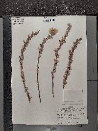 Camissoniopsis cheiranthifolia subsp. suffruticosa image