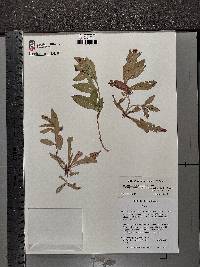 Oenothera epilobiifolia image