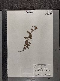 Oenothera epilobiifolia image