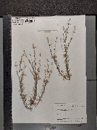 Oenothera linifolia image