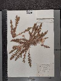 Oenothera triloba image