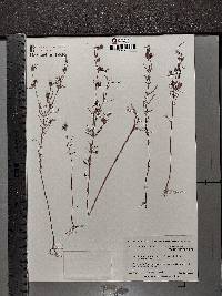 Agalinis purpurea var. parviflora image