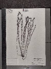 Agalinis purpurea var. parviflora image