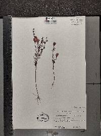 Agalinis purpurea image