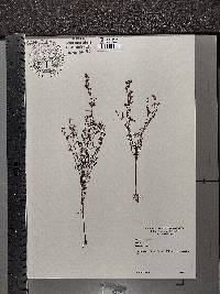 Agalinis purpurea image