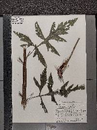 Dasistoma macrophylla image