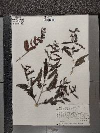 Dasistoma macrophylla image