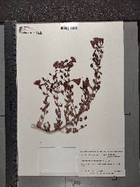 Aureolaria pedicularia image