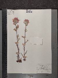 Castilleja coccinea image