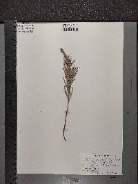 Castilleja sessiliflora image