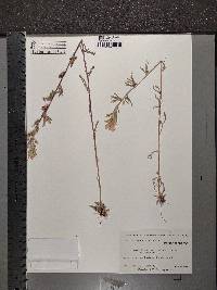 Castilleja coccinea image