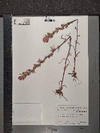 Castilleja coccinea image