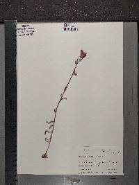 Castilleja coccinea image
